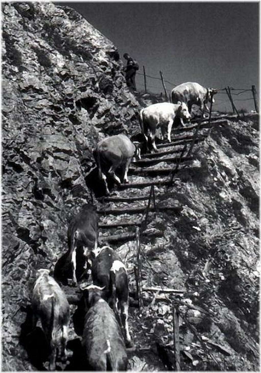 Cows mountaineering in Val...