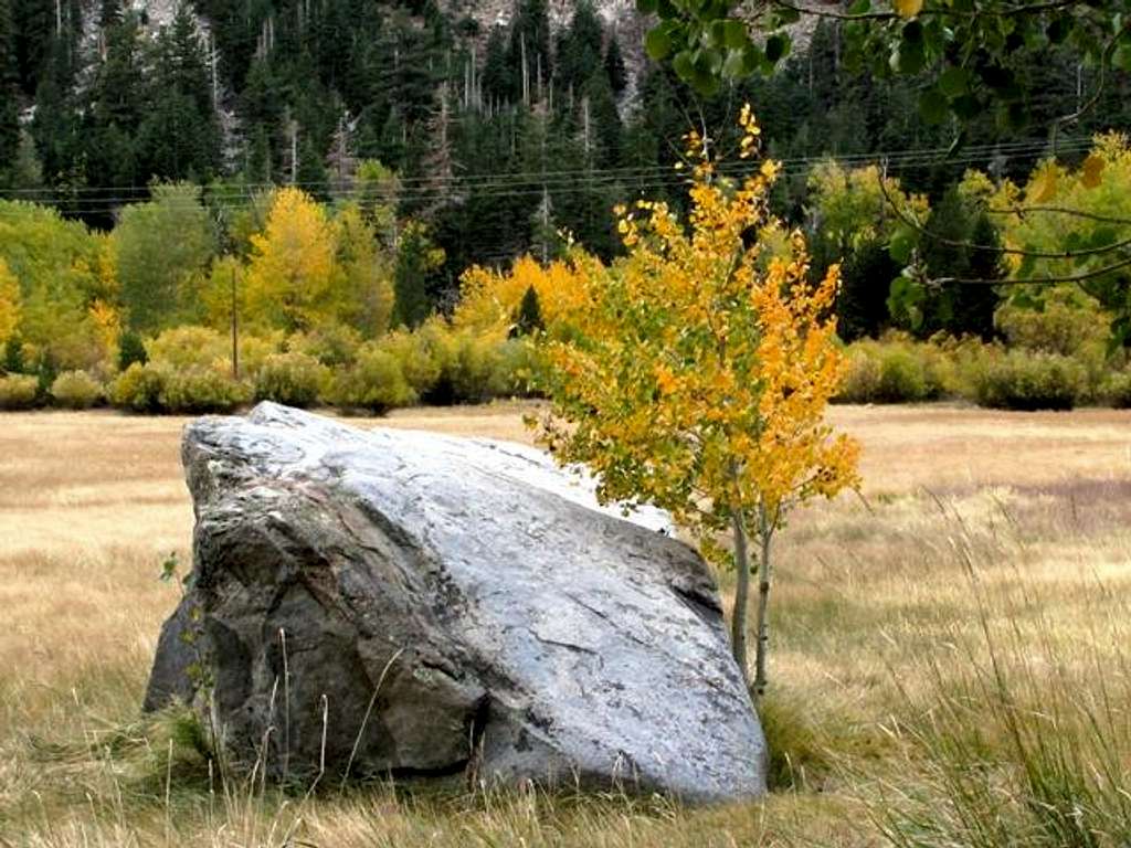 Aspen and rock