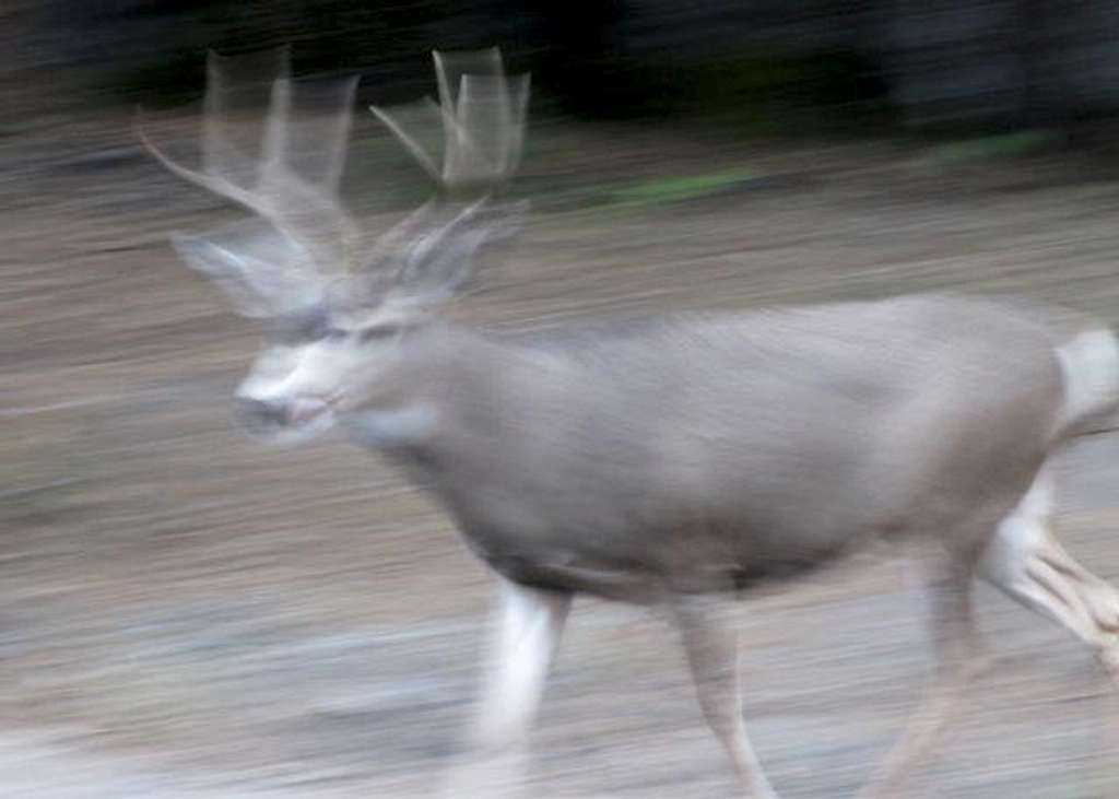 Fast moving buck
