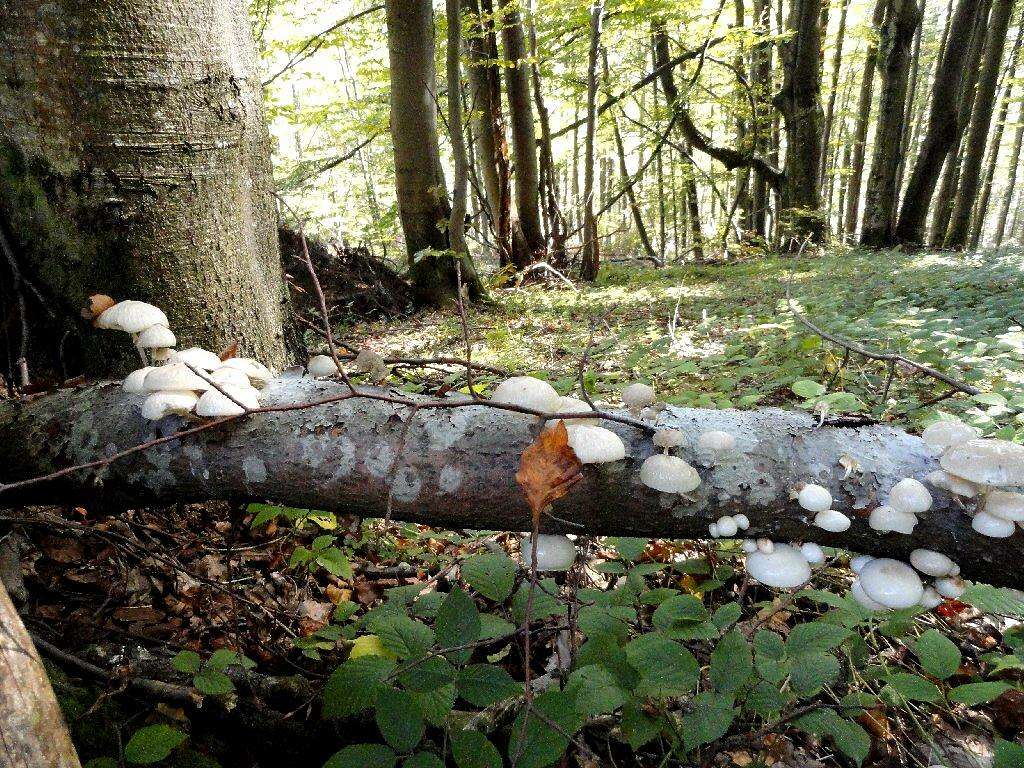 Mushrooms on the felled tree