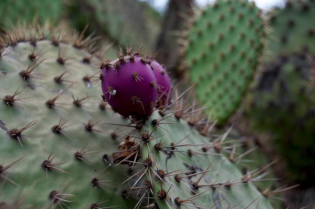 Fruit of Coastal Prickly Pear Cactus (<i>Opuntia littoralis</i>) 