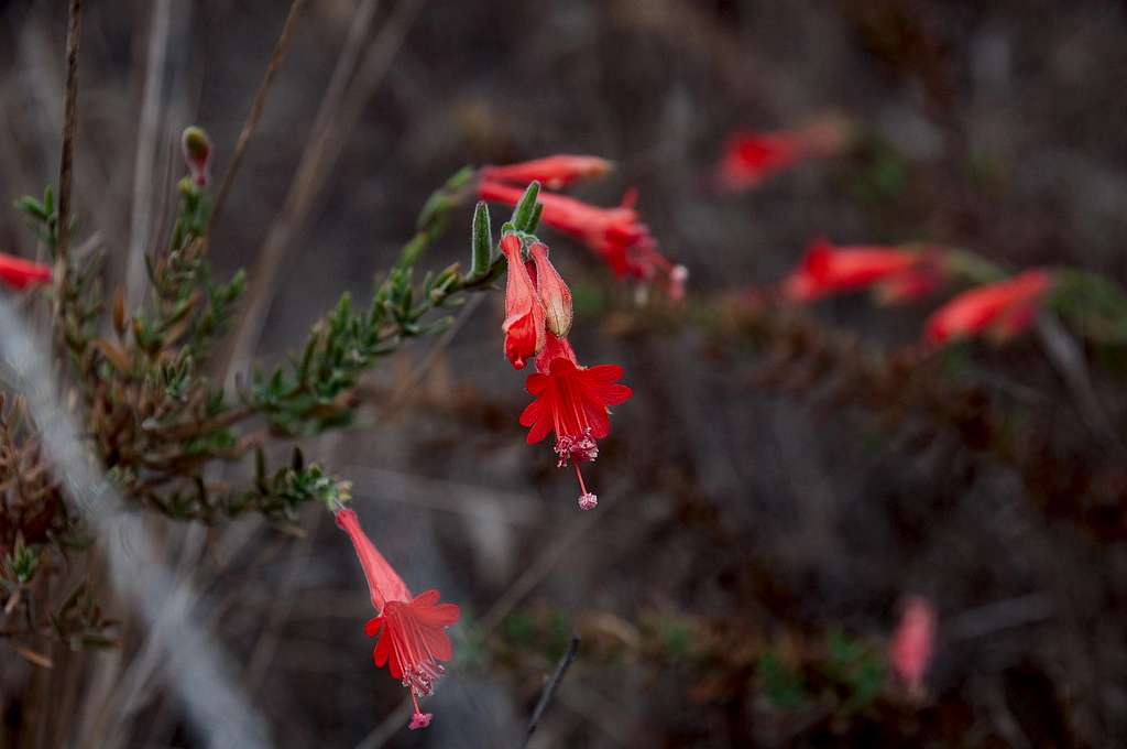 California Fuchsia (<i>Epilobium canum</i>) 