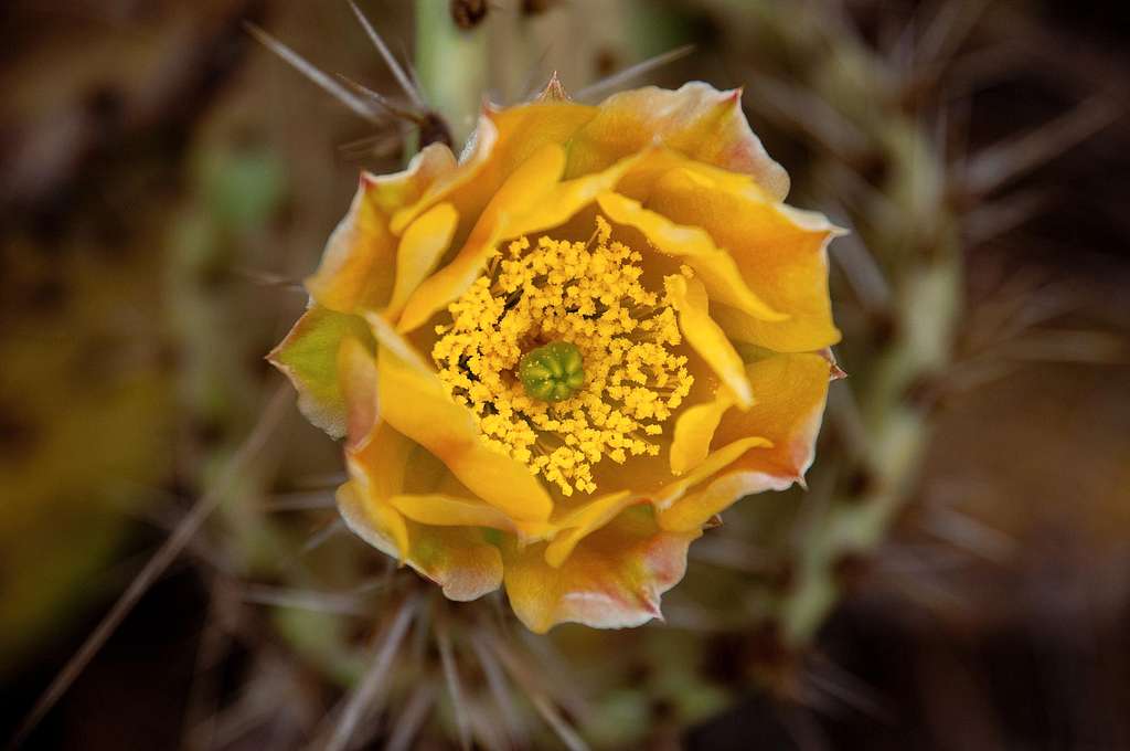 Flower of Coastal Prickly Pear Cactus (<i>Opuntia littoralis</i>)
