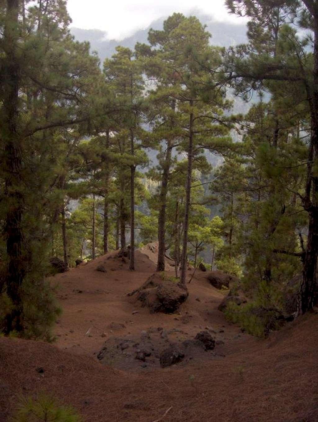 Pines in the crater