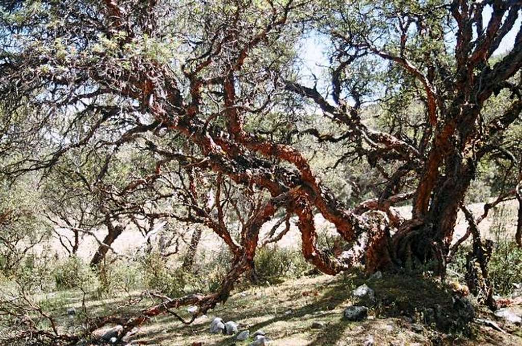 Quenual tree of Quebrada of...