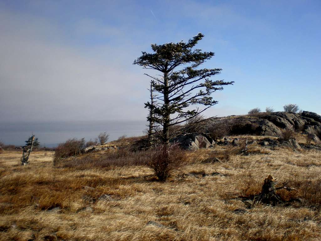 Lonely tree - Grayson Highlands