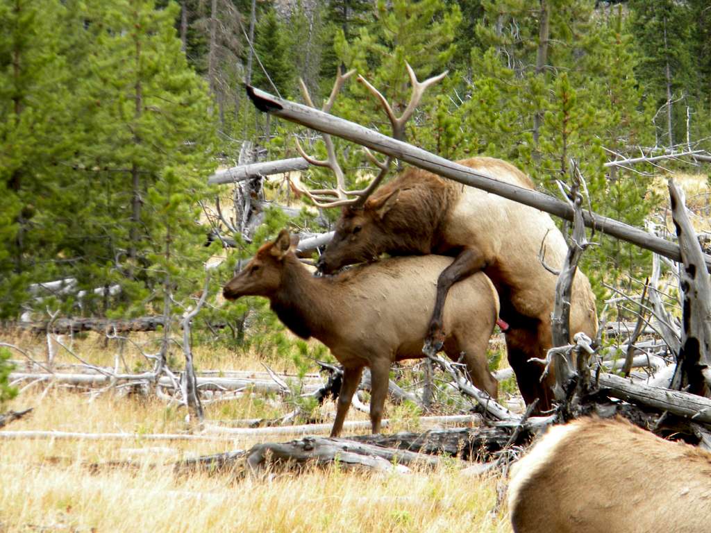 Elk Porn