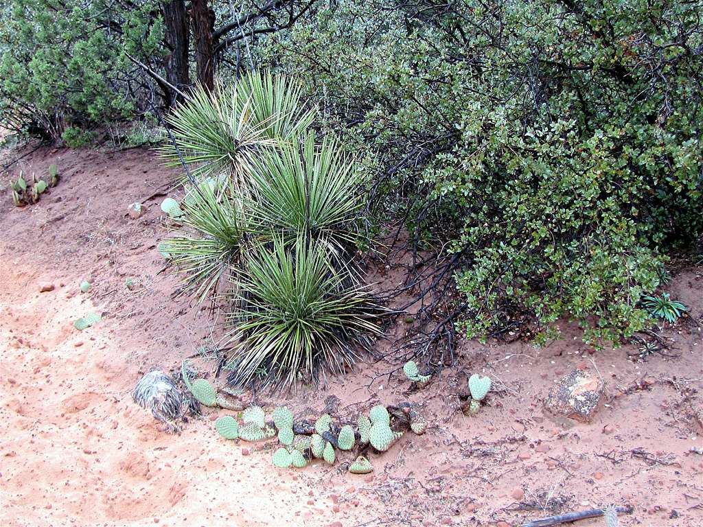 Typical Vegetation on Sand Bench Plateau