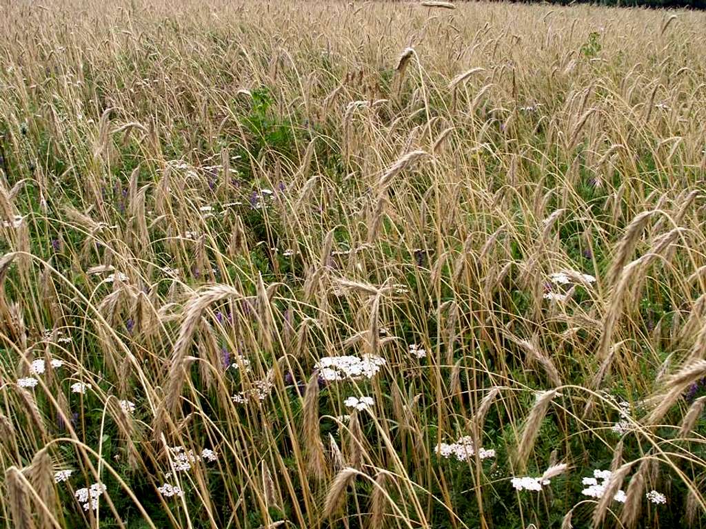 Rye field & ...