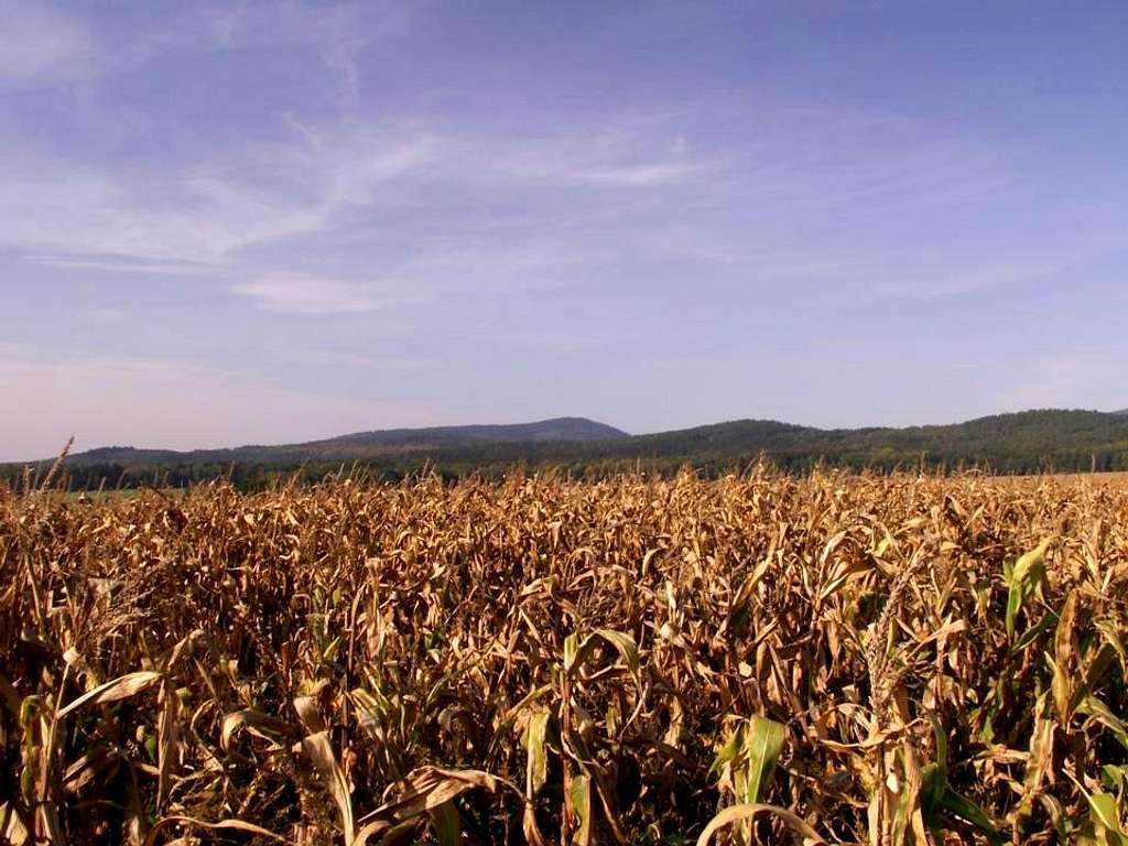 Field of autumn corn...