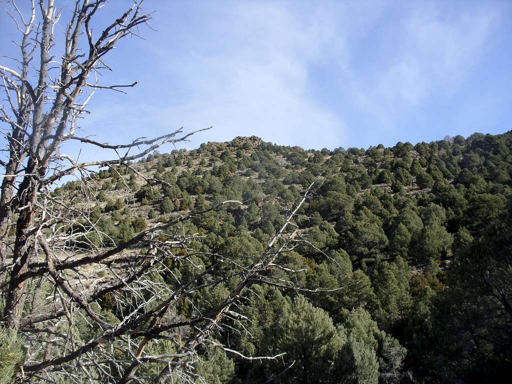 View of the summit from the woods