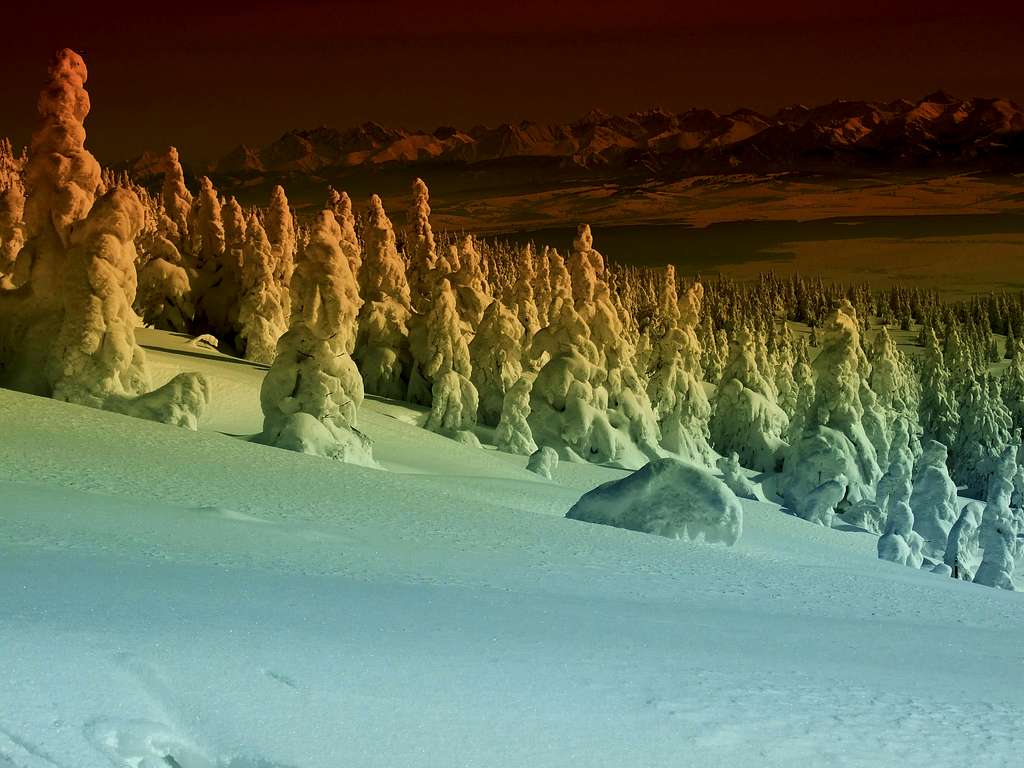 Strange winter forest
