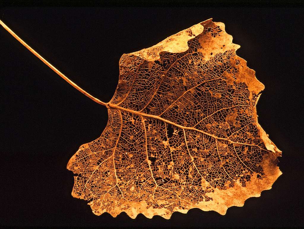 a single dried leaf