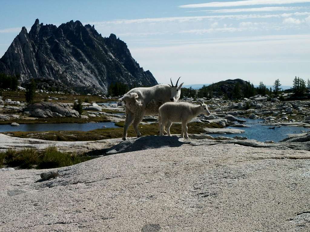 Mom and baby mountain goat