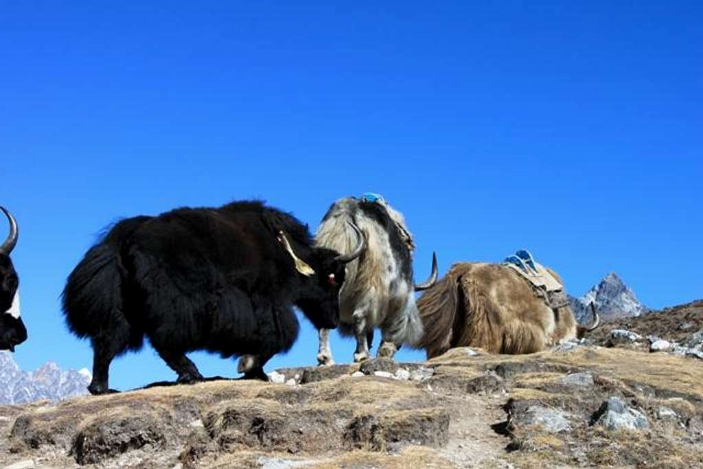 Yaks in Nepal