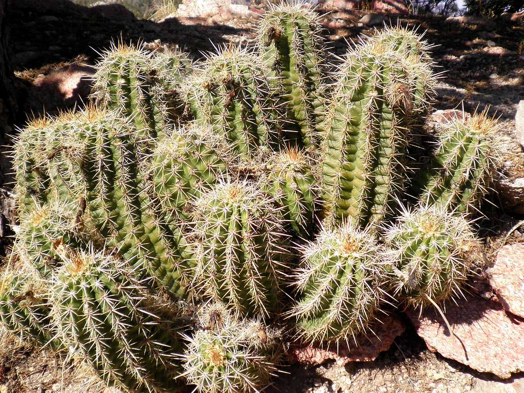 Cactus near summit