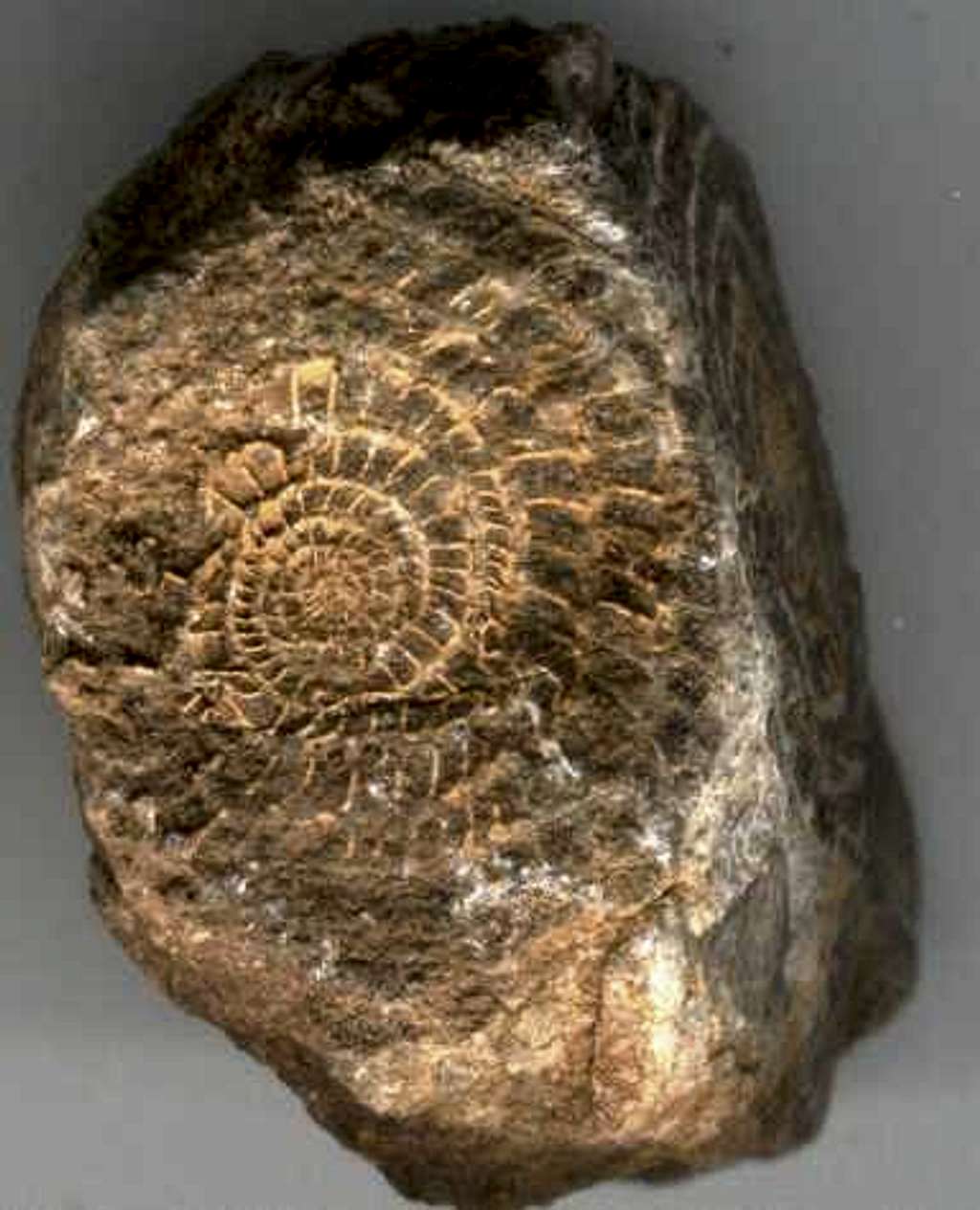 Fossils on the Santa Marina