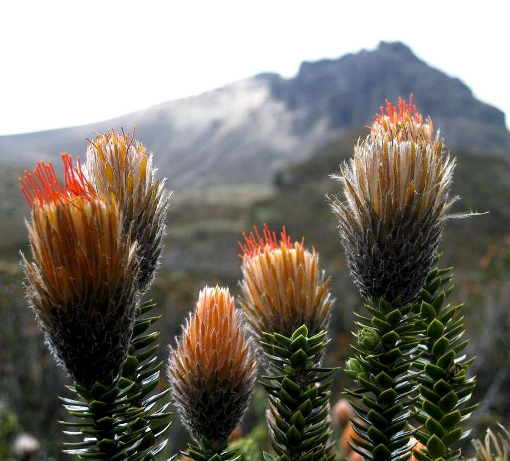 Flowers against the backdrop of Guagua Pichincha