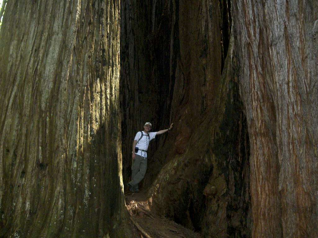 Me in the Redwoods