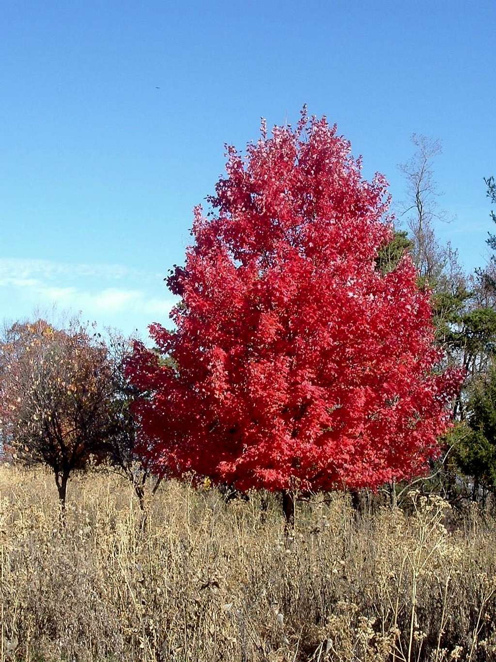Leaves Turn Red on Dickey Ridge