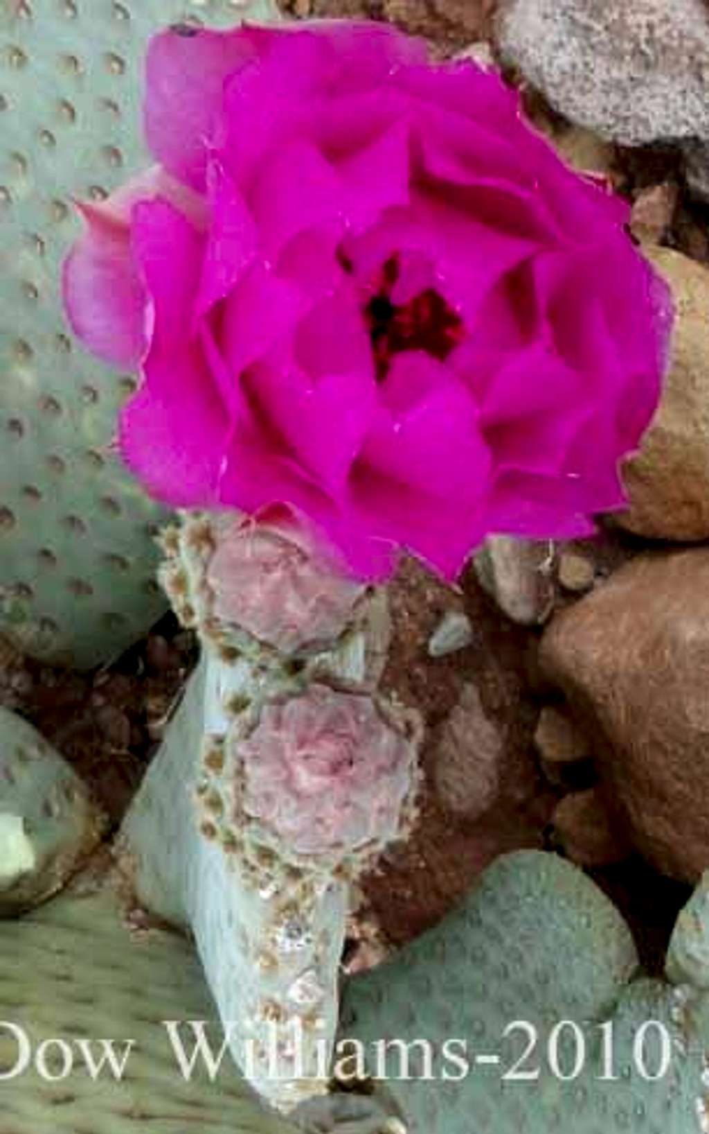 Cacti Bloom