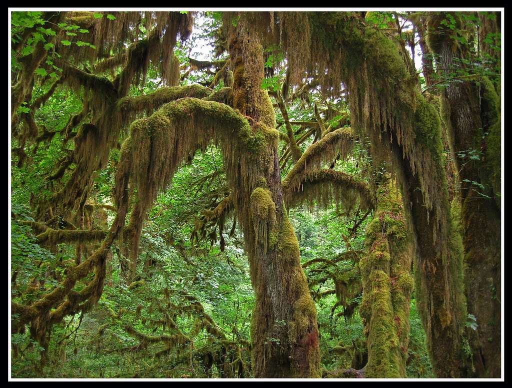 The Hall of Mosses