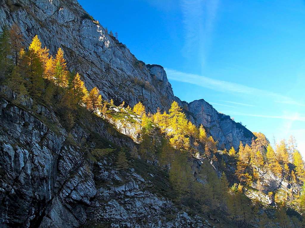 Larch trees above the Stiergraben valley