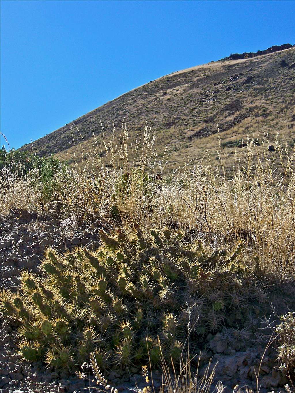 Painted Hills Cactus