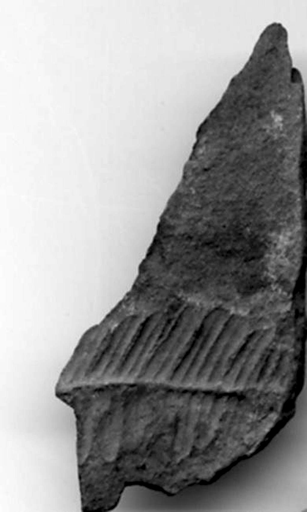 A fern fossil found on the...