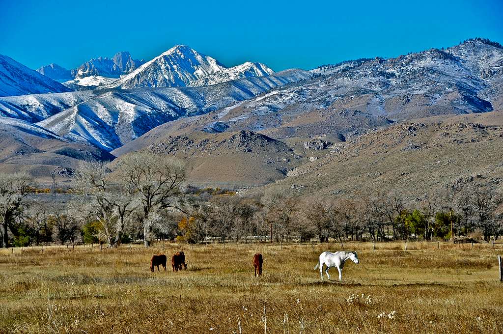 Family of horses in Owens Valley
