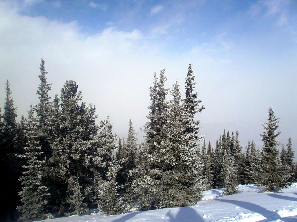Frosted spruce at tree line