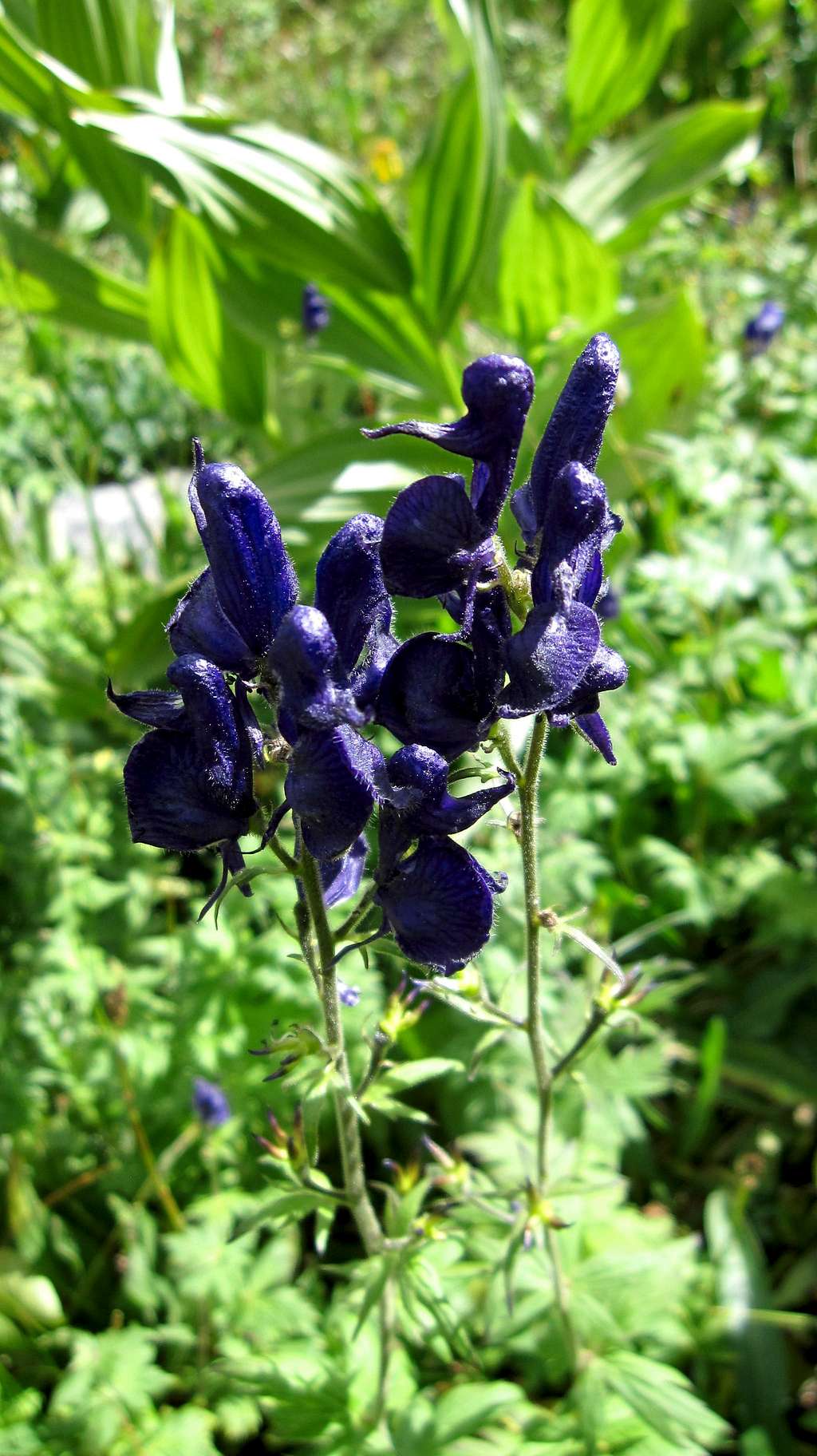 Colorado Wild Flowers