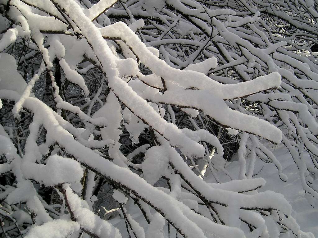 L'arbre et la neige