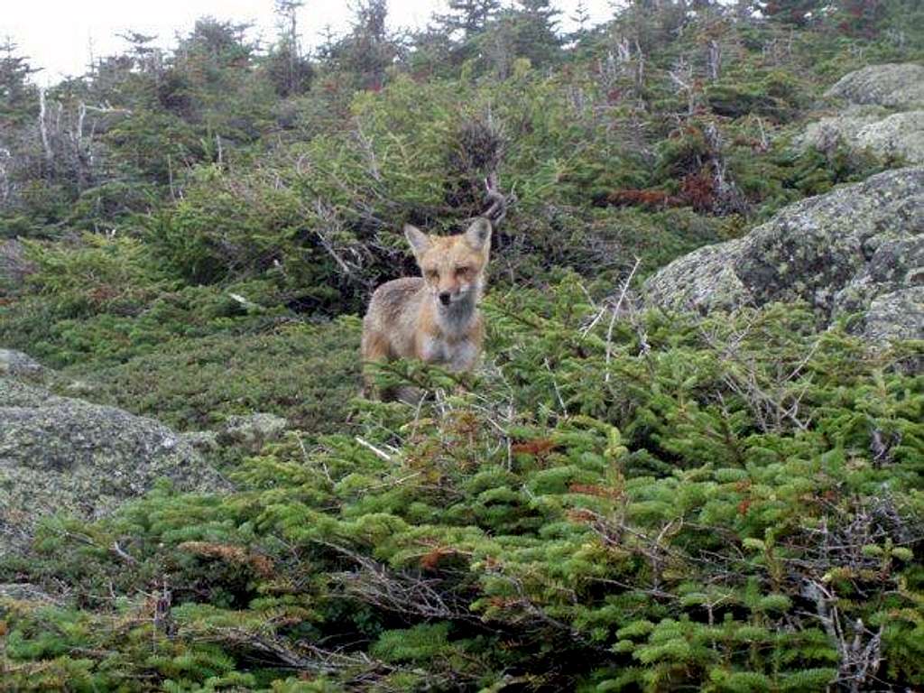 Fox near Mt Madison's summit