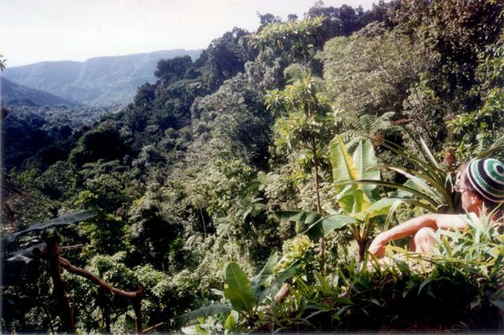 View over the rainforest.
