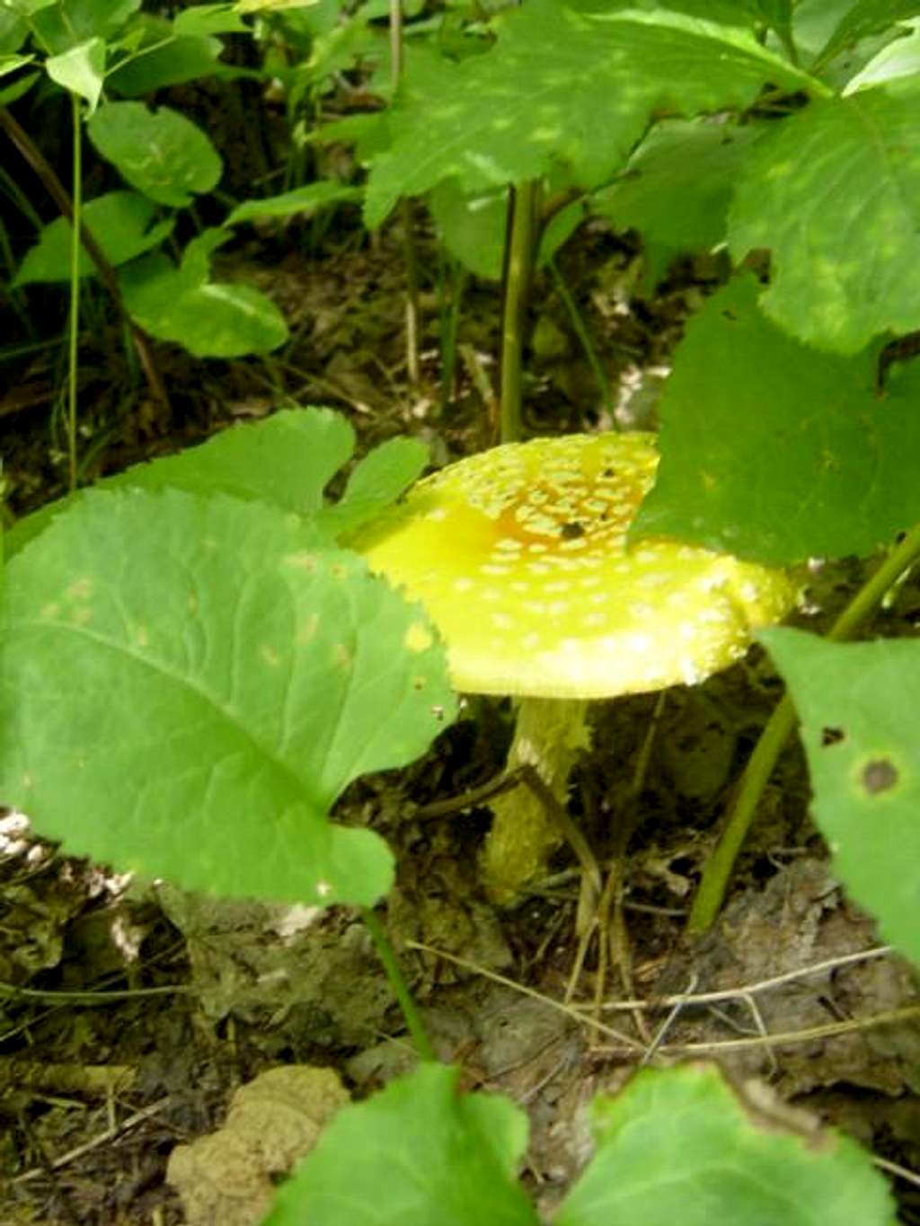 An rare mushroom found along...