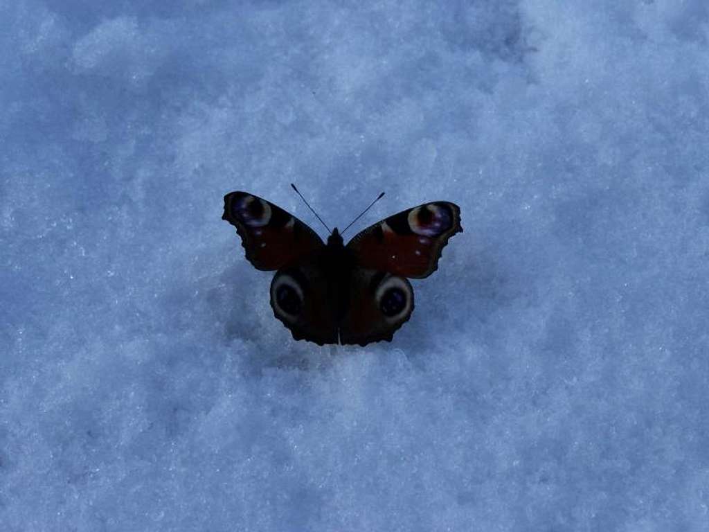 Butterfly...:)