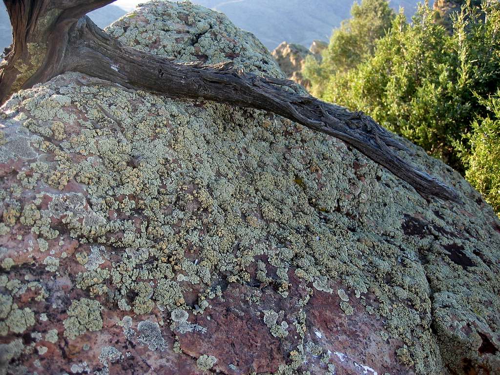 Serious lichen