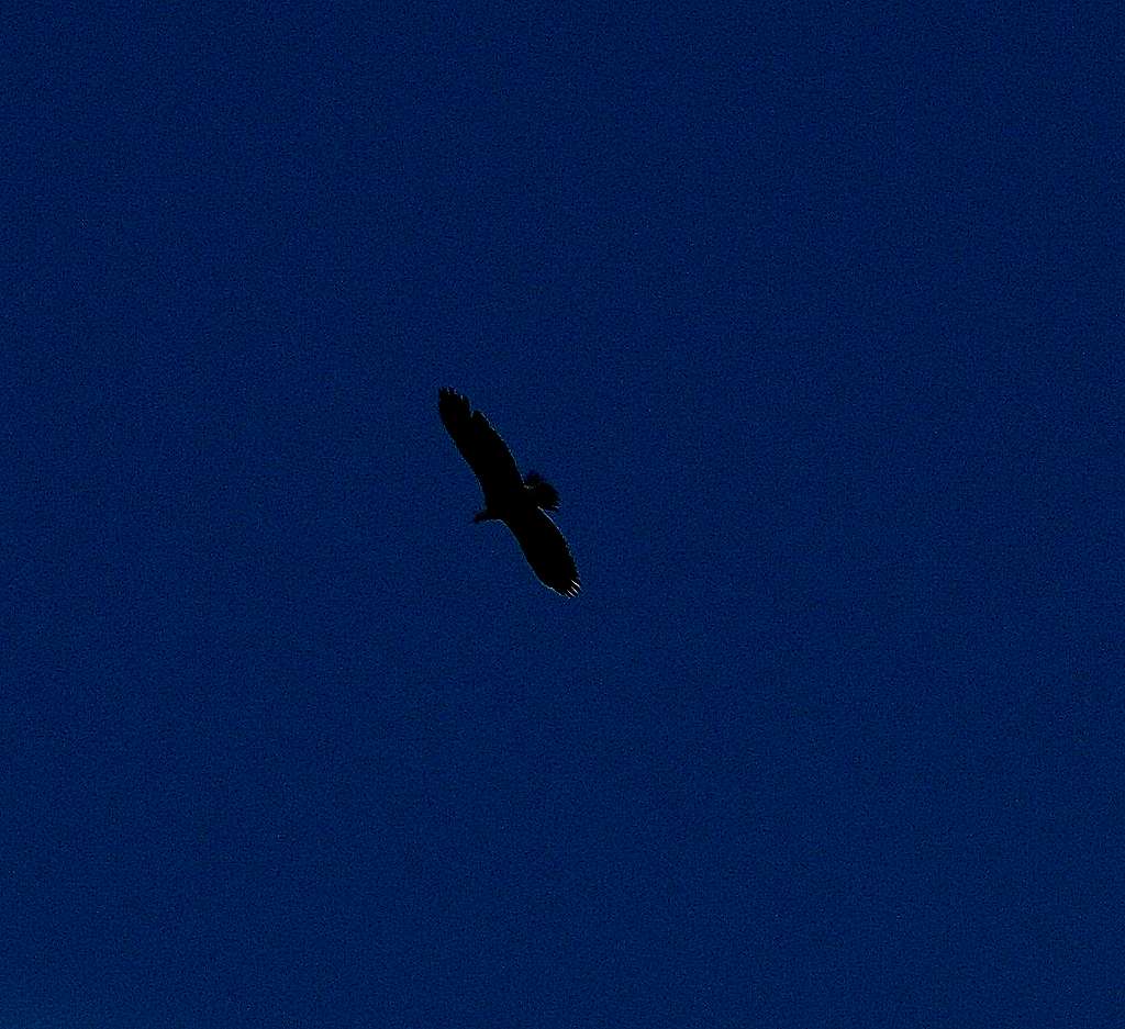 A Bald Eagle flying over Ophir Canyon