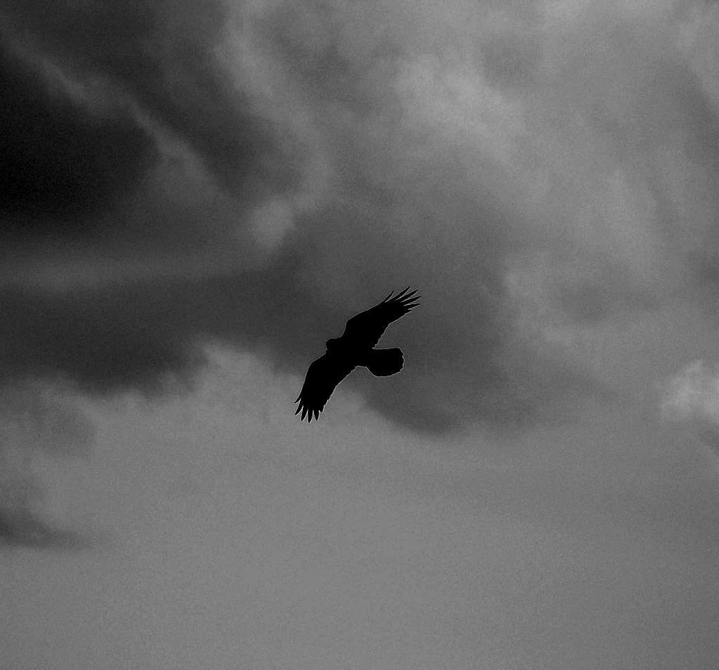 Ravens over Katahdin