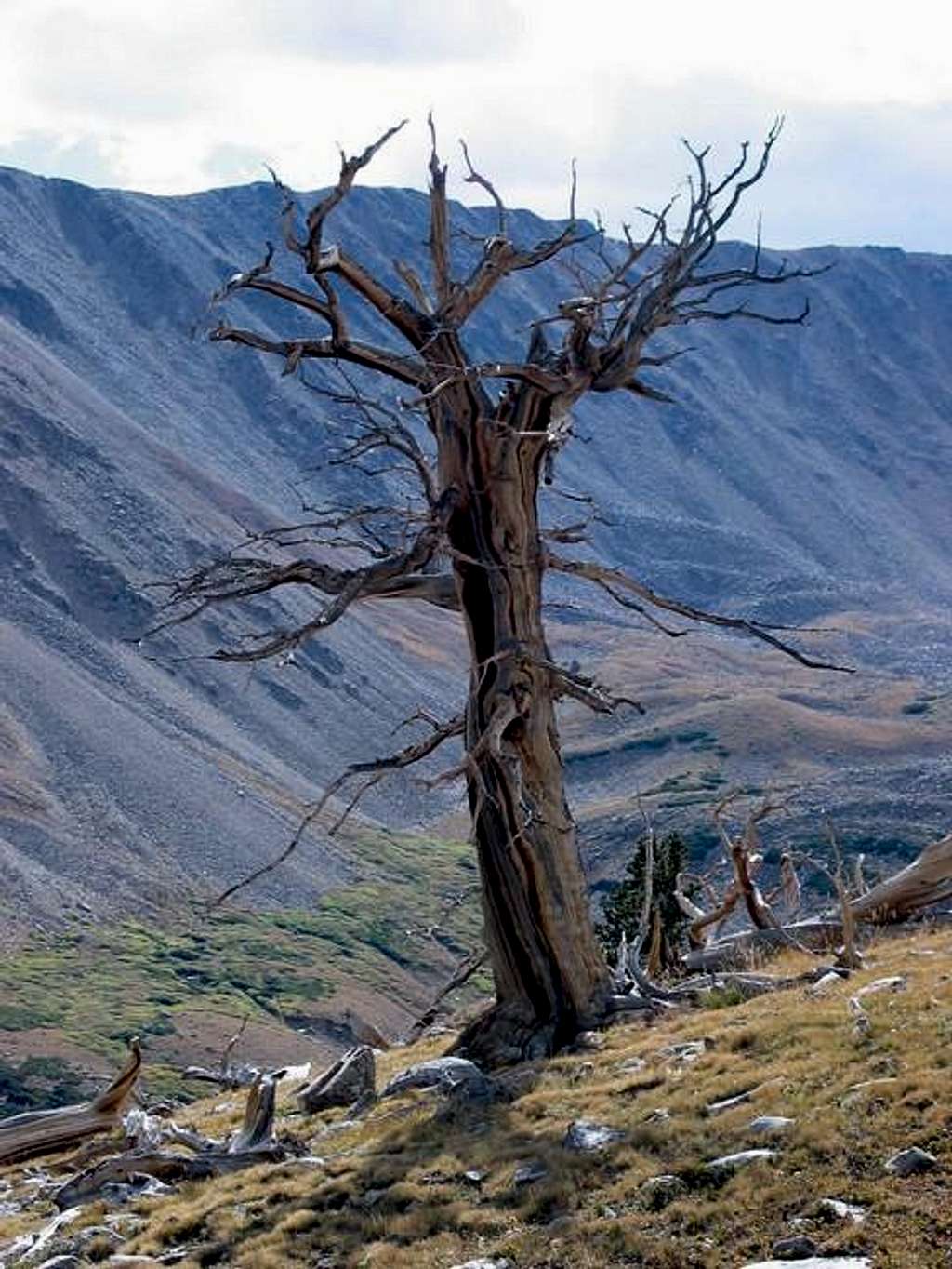 A very cool dead tree you can...