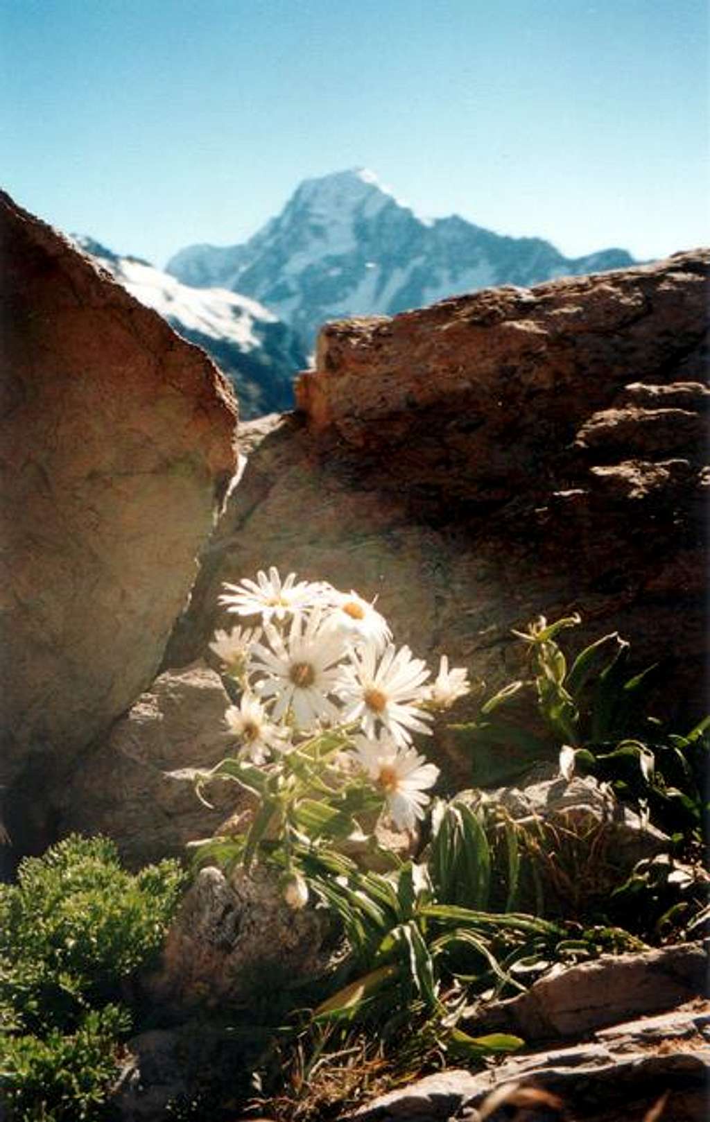 Daisies in front of Mt. Cook,...