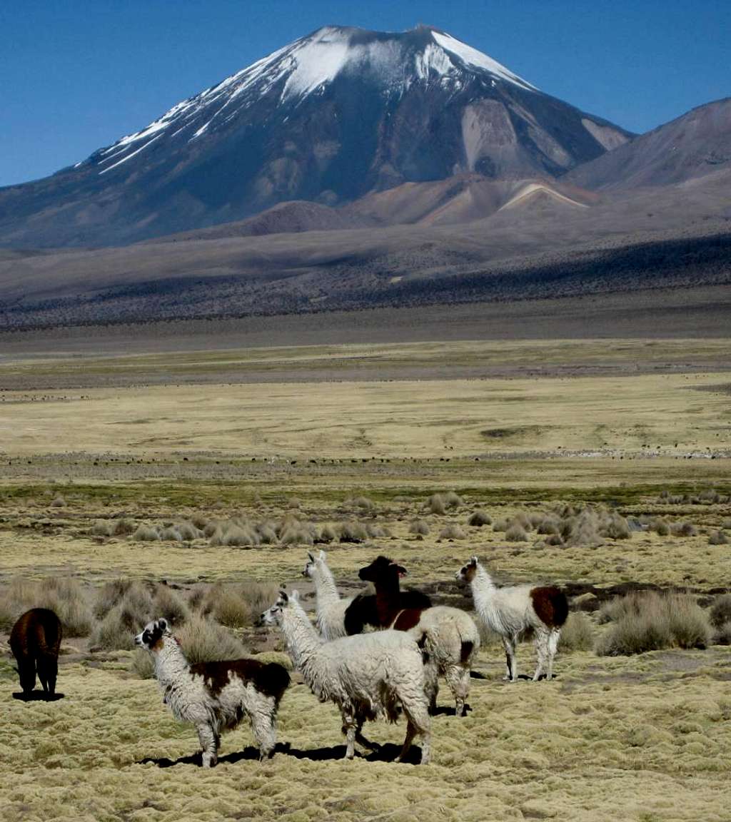Llamas grazing in front of Parinacota