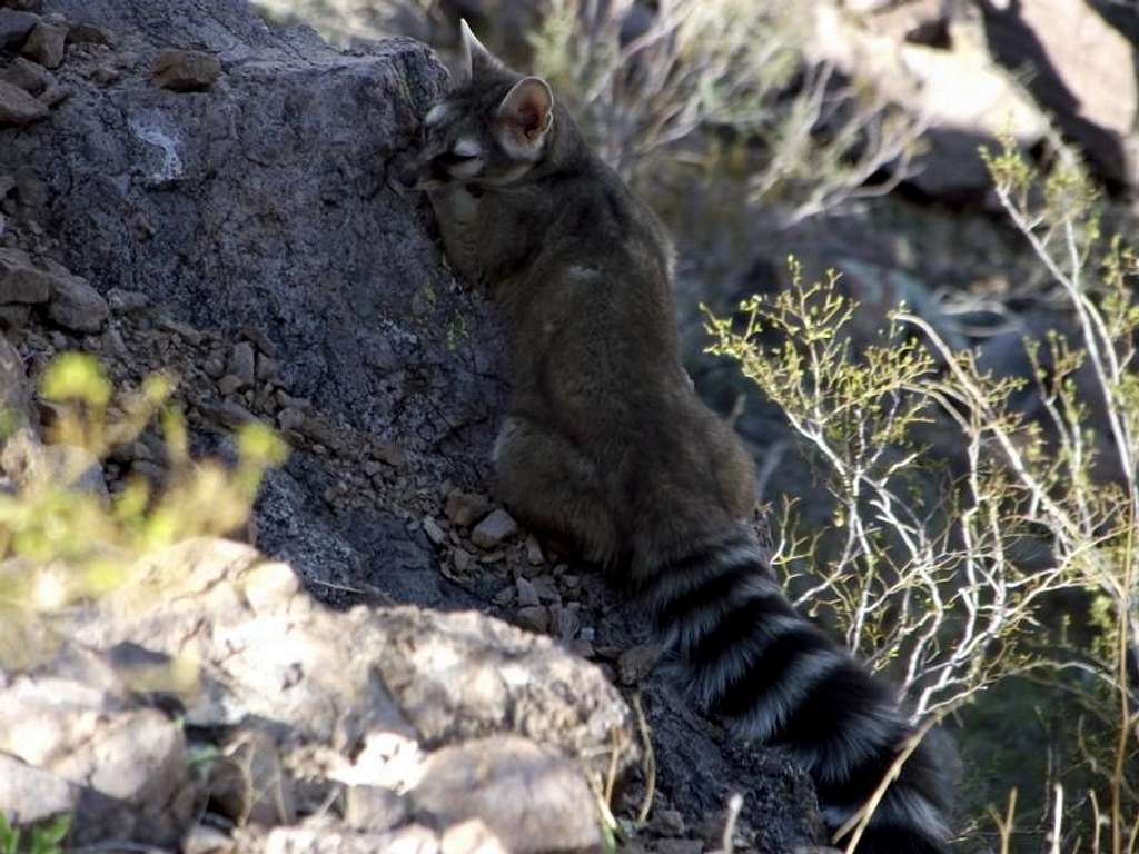 Ringtail being coy