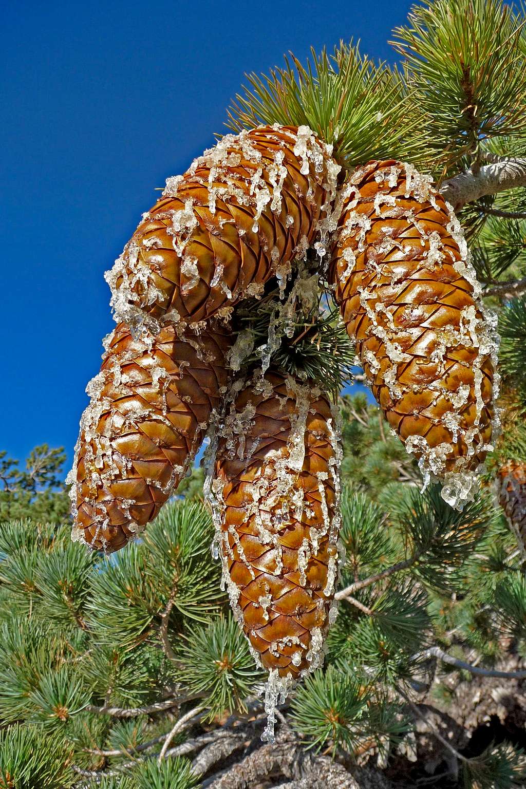 Sugar Pine Cones