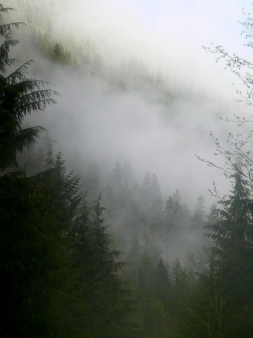 Misty Woods on Mount Baker