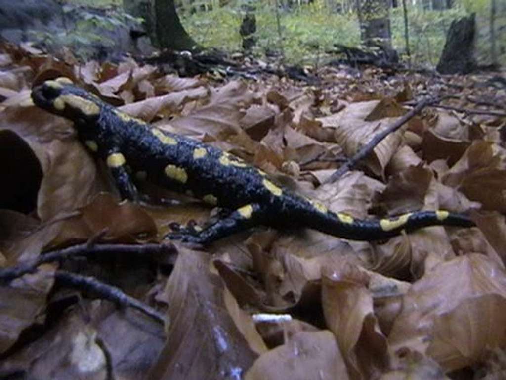 Spotty salamander <br> <i>(Salamandra salamandra)</i>