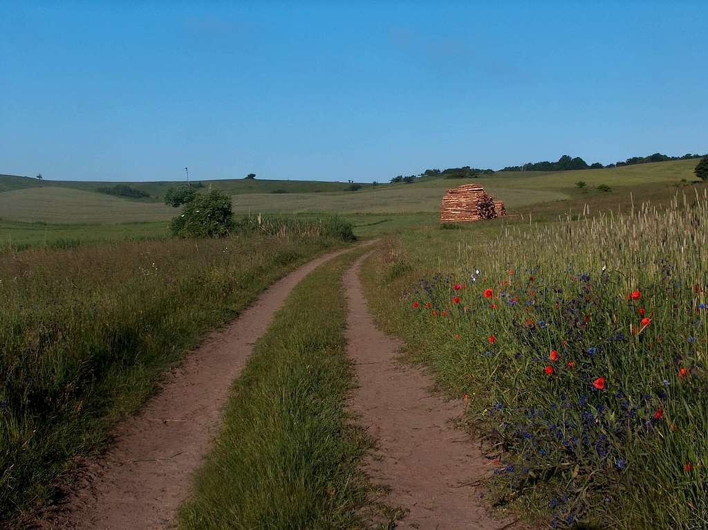 Path in the the Zicker Hills