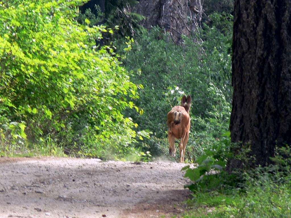 Deer Running Off