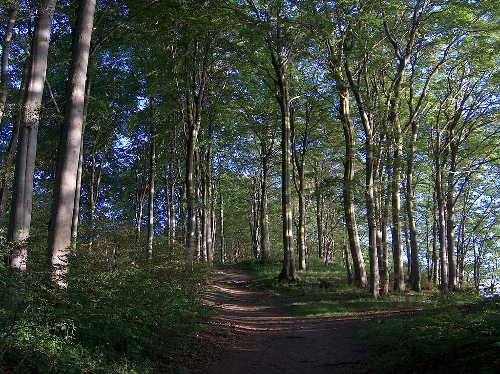 Beech trees forests